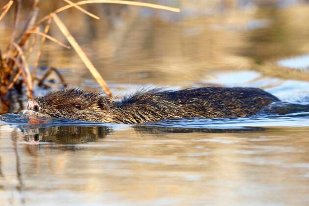  Nutria (Myocastor coypus), schwimmt im Wasser, Biosphärenreservat Mittlere Elbe, Dessau-Roßlau, Sachsen-Anhalt, Deutschland, Europa *** Nutria Myocastor coypus , swims in the water, Middle Elbe Biosphere Reserve, Dessau Roßlau, Saxony-Anhalt, Germany, Europe Copyright: imageBROKER/VolkerxLautenbach ibxmmv08176293.jpg