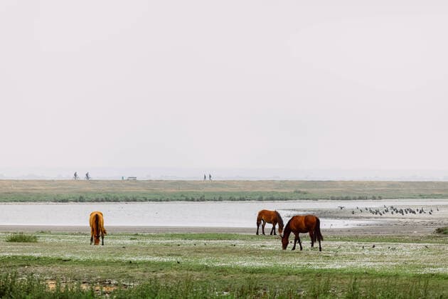 Pferde und Spaziergänger auf der Insel Hiddensee in der Ostsee, 12.06.2020 Kloster Mecklenburg-Vorpommern Deutschland *** Horses and walkers on the island of Hiddensee in the Baltic Sea, 12 06 2020 monastery Mecklenburg Western Pomerania Germany