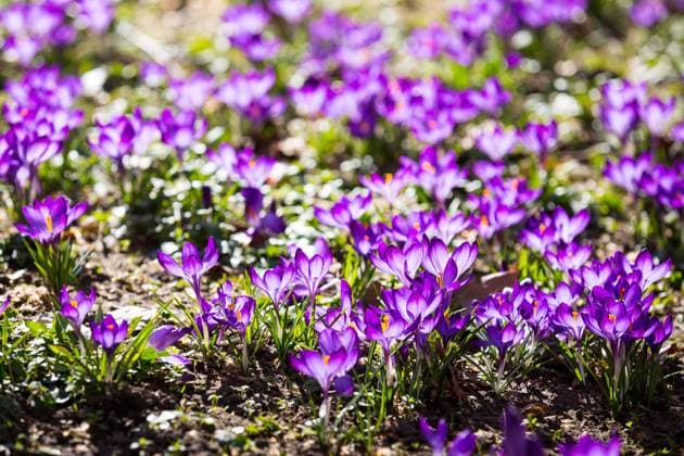 News Bilder des Tages Krokus (Crocus), blühende Krokuswiesen auf der Hauptstraße, Dresden, Sachsen, Deutschland *** Crocus Crocus , flowering crocus meadows on the main street, Dresden, Saxony, Germany