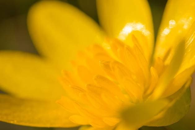 Closeup of a lesser celandine blossom (Ranunculus ficaria) in the garden, sunny day in early springtime Floridsdorf Austria