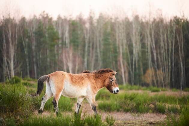 Przewalski-Pferd (Equus ferus przewalskii), Bayern, Deutschland, Europa *** Przewalski horse Equus ferus przewalskii , Bavaria, Germany, Europe Copyright: imageBROKER Davidx&xMichaxSheldon ibxshe08181585.jpg