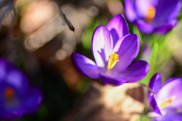 News Bilder des Tages Frühblüher bei Sonnenschein, 11.03.2022, Baden-Württemberg, Heubach: Der Frühling ist da und die Natur erwacht jeden Tag mehr. Bei Heubach im Ostalbkreis blühen die Schneegloeckchen und Krokusse und werden von der Sonne angestrahlt. Die Sonnenstrahlen locken bereits seit Tagen Frühblüher aus der Erde hervor. Heubach Baden-Württemberg Deutschland Heubach *** Early bloomers in the sunshine, 11 03 2022, Baden Württemberg, Heubach Spring is here and nature awakens every day more At Heubach in the Ostalbkreis the snowdrops and crocuses are blooming and are illuminated by the sun The suns rays have already been luring early bloomers out of the ground Heubach Baden Württemberg Germany Heubach Copyright: x xonw-imagesx xMariusxBullingx