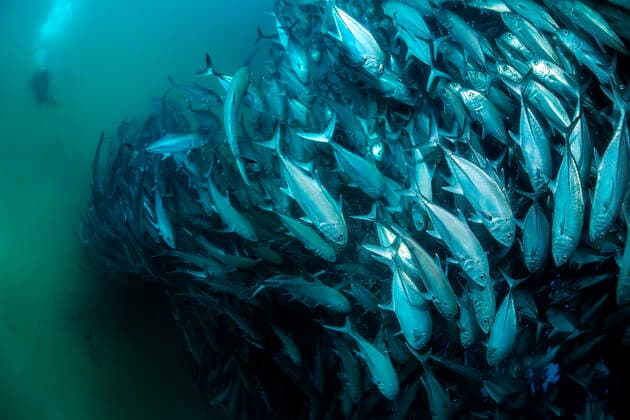 IMAGO Creative: Ruhe im Chaos A diver admires in awe a big aggregation of jack fishes in the waters of Cabo Pulmo Marine National Park, where marine biomass has increased exponentially since the marine park was established, Baja California Sur, Mexico Cabo Pulmo Italy Copyright: xDavidxSalvatorix DSV-CABOPULMO-19