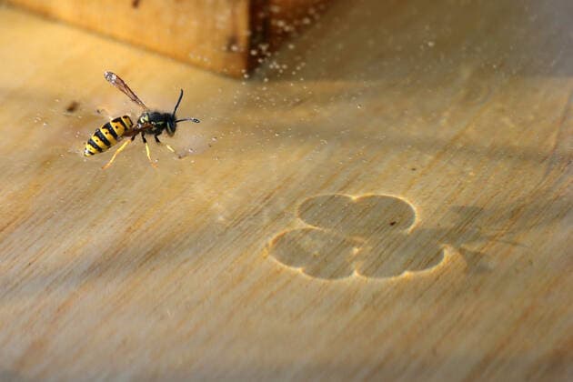 28.10.2021, Neuenhagen, Brandenburg, GER - Wespe steht in einer Bienenbeute auf einer Zuckerloesung. (Aufsicht, aussen, Aussenaufnahme, Berlin, Bienenbeute, Biologie, deutsch, Deutschland, Europa, europaeisch, Fauna, Fluginsekt, Gliederfuesser, Hautfluegler, Herbst, Insekt, Jahreszeit, Natur, niemand, QF, Querformat, Schatten, Schattenwurf, stehend, steht, Tier, Tierreich, Tierwelt, Vespa, Vespidae, Wespe, Westeuropa, Wirbellose, Zucker, Zuckerloesung) 211028D925NEUENHAGEN.JPG *** 28 10 2021, Neuenhagen, Brandenburg, GER Wasp stands in a bee hive on a sugar solution supervision, outside, exterior shot, Berlin, bee hive, biology, German, Germany, Europe, European, fauna, flying insect, arthropod, Skin fly, autumn, insect, season, nature, no