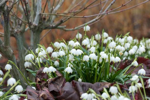 Märzenbecher (Leucojum vernum var. carpathicum) McPHRM *** Marigold Leucojum vernum var carpathicum McPHRM McPHRM