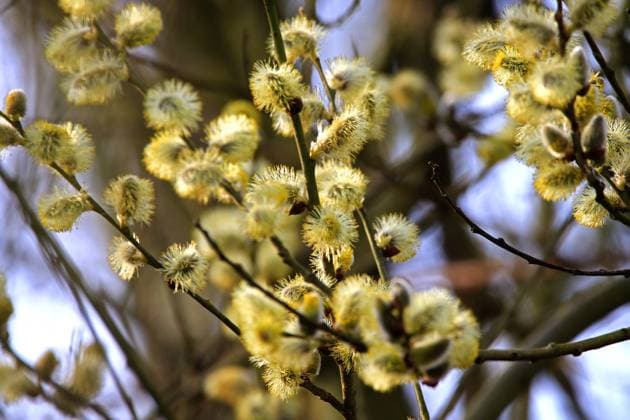 Blütezeit der Weiden Blüte der männlichen Salweide im zeitigen Frühling *** Flowering time of willows Flowering of male salt willow in early spring