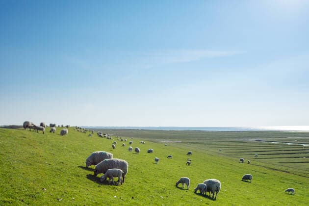 Schafherde am Wattenmeer an der Nordseeküste, 31.05.2021 Wattenmeer Uelvesbüll Schleswig-Holstein Deutschland *** Flock of sheep on the mudflats on the North Sea coast, 31 05 2021 mudflats Uelvesbüll Schleswig Holstein Germany
