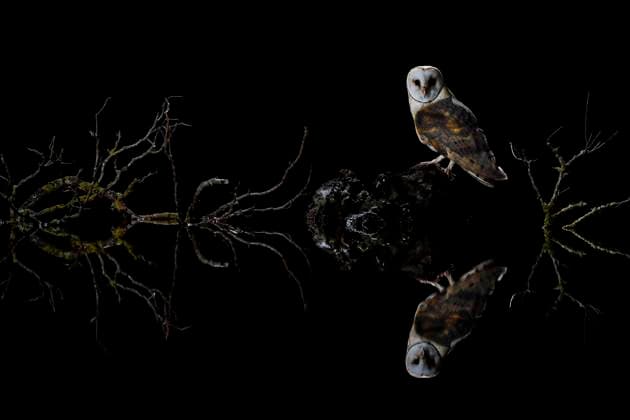 IMAGO Creative: Reflexionen - Natur IMAGO Creative: Dichotomien, Reflexionen Barn owl (Tyto alba), Salamanca, Castilla y Leon, Spain Salamanca - Spain Spain Copyright: xMarioxCeaxSanchezx MCEA-lechuza comun6252