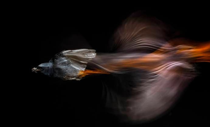 Black Redstart (Phoenicurus ochruros) in flight with prey, Salamanca, Castilla y Leon, Spain Salamanca - Spain Spain Copyright: xMarioxCeaxSanchezx MCEA-colirrojo tizon8967