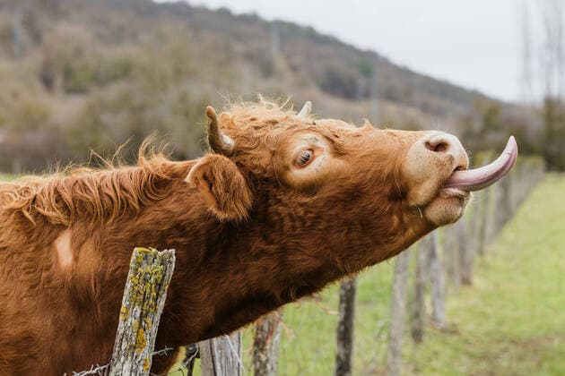 Creative Highlights Symbolbilder Side view of hairy brown cow standing in wooden paddock and pulling head out near pasture on blurred background HodeiUnzueta_AmongCows_8.jpg Copyright: xHodeixUnzuetax Model Released