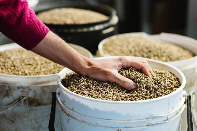Creative Highlights Symbolbilder Crop anonymous farmer taking dried pelleted feed for sheep from plastic bucket while standing in farm building with various supplies, Model released HodeiUnzueta_CoupleAmongSheeps_3.jpg Copyright: xHodeixUnzuetax MR