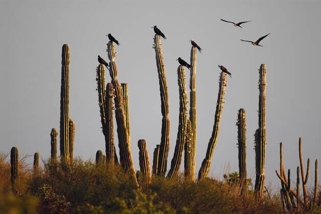 IMAGO Creative: 2022 Favoriten Magnificent Frigatebirds, (Fregata magnificens), Bahia Conception, Baja California Sur, Mexico 