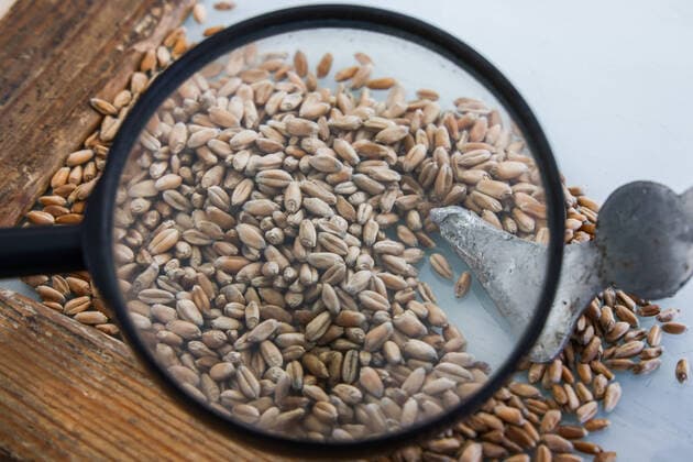 CRIMEA, RUSSIA - MARCH 15, 2022: Checking the quality of rye grains at a laboratory of Krasnogvardeisky Elevator in the village of Krasnogvardeiskoye. Russian may ban export of wheat, rye, barley and corn from March 15 to June 30. Sergei Malgavko TASS  TS127DB4