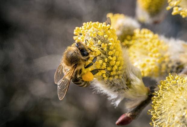 Westliche Honigbiene (Apis mellifera) beim bestäuben eines Weidenkätzchens (Salix caprea) Deutschland,Europa Biene (Apis mellifera) sammelt Nektar im Frühling, Weidenkätzchen (Salix caprea). Bayern, Deutschland *** Western honey bee Apis mellifera pollinating a willow catkin Salix caprea Germany,Europe bee Apis mellifera collecting nectar in spring, willow catkin Salix caprea Bavaria, Germany