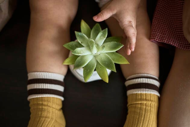 Creative Highlights Symbolbilder A girl touches a succulent in a pot Cheremshan, Republic of Tatarstan, Russia CR_LFFDQN220314-948368-01 ,model released, Symbolfoto ,property released