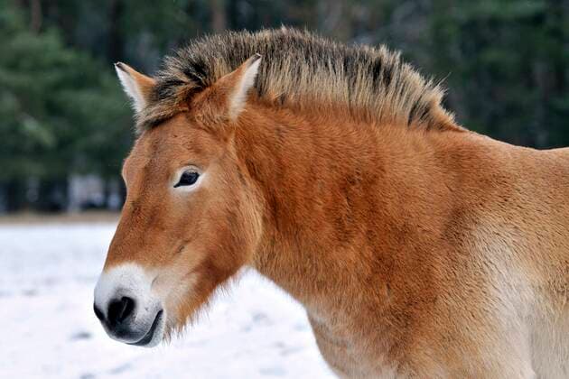 Przewalskipferd, Przewalski-Pferd, Przewalski-Wildpferd, Asiatisches Wildpferd, Mongolisches Wildpferd (Equus przewalski), im Winter, Portraet, Deutschland Przewalski s horse (Equus przewalski), in winter, portrait, Germany BLWS664242 *** Przewalski horse, Przewalski horse, Przewalski wild horse, Asian wild horse, Mongolian wild horse Equus przewalski , in winter, portrait, Germany Przewalski s horse Equus przewalski , in winter, portrait, Germany BLWS664242 Copyright: xblickwinkel McPHOTO I.xSchulzx