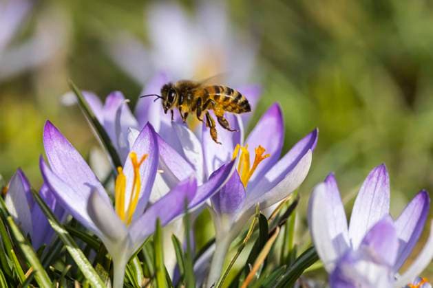 Frühlingswiese in Stuttgart. Bienen und Krokusse. 12.03.2022: DEU, Deutschland, Baden-Württemberg, Stuttgart. *** Spring meadow in Stuttgart bees and crocuses 12 03 2022 DEU, Germany, Baden Württemberg, Stuttgart