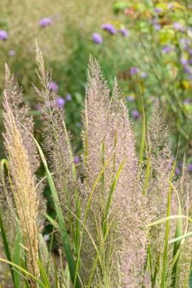 Diamantgras (Calamagrostis brachytricha) McPHRM *** Diamond grass Calamagrostis brachytricha McPHRM McPHRM