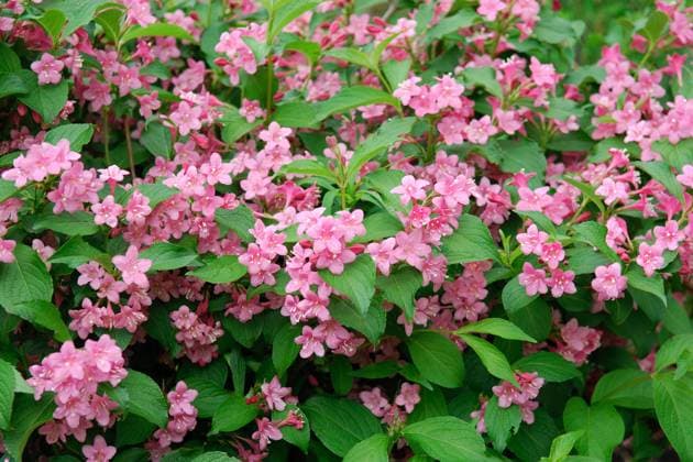 Weigela Styriaca McPHRM *** Weigela Styriaca McPHRM McPHRM
