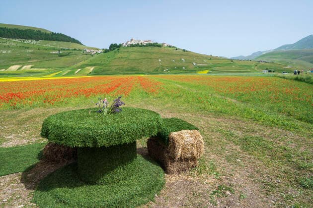 Sibillini Mountains National Park, summer Flowering, Castelluccio di Norcia, Umbria, Italy, Europe MauroFlamini REDA&CO 1028_14_MFL17400