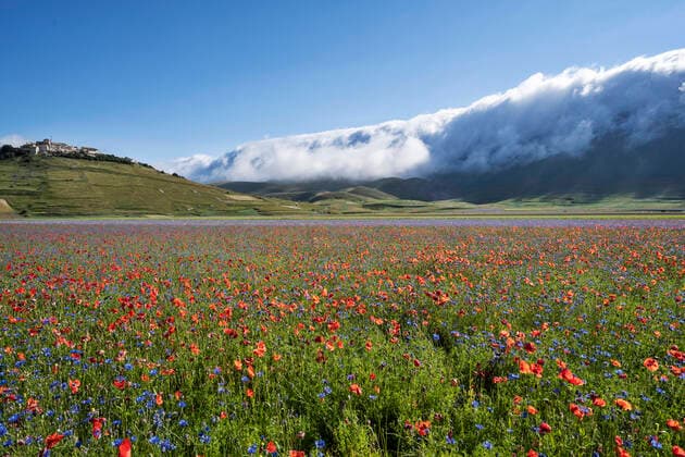 Sibillini Mountains National Park, summer flowering , Castelluccio di Norcia, Umbria, Italy, Europe MauroFlamini REDA&CO 1028_14_MFL17449