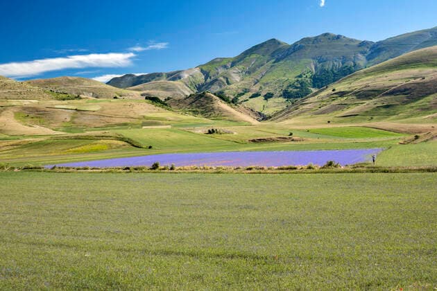 Sibillini Mountains National Park, Summer flowering, Castelluccio di Norcia, Umbria, Italy, Europe MauroFlamini REDA&CO 1028_14_MFL17455
