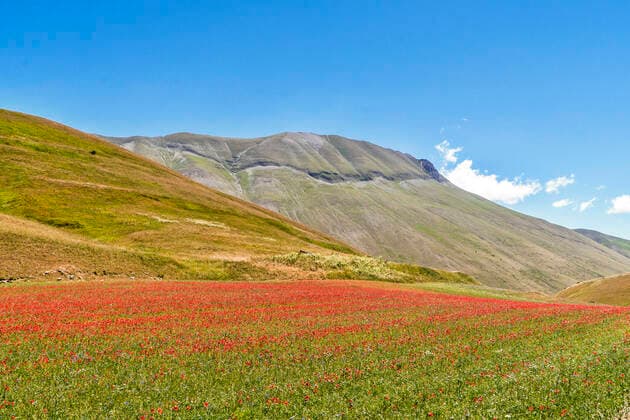 Sibillini Mountains National Park, Summer flowering, Castelluccio di Norcia, Umbria, Italy, Europe MauroFlamini REDA&CO 1028_14_MFL17481