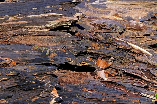 Creative Highlights World Lebensraum Totholz im Wald Totholz im Zerfall ist im Wald ein Fragment in der Bildung von facettenreichen Lebensgemeinschaften, die für den Biotop- und Artenschutz von Bedeutung sind. *** Habitat deadwood in the forest Deadwood in decay is a fragment in the formation of multifaceted biotic communities in the forest, which are important for biotope and species conservation