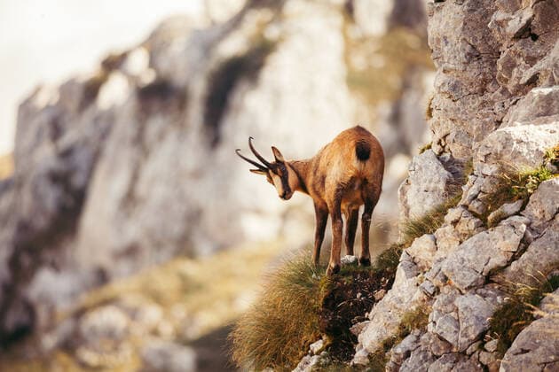 Wild chamois in Abruzzo, Apennines, Italy, Europe DanieleOrsi REDA&CO 1028_38_DOR01482