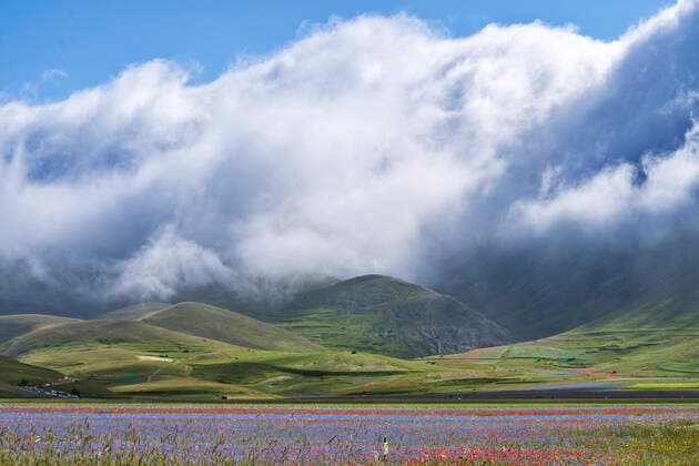 Sibillini Mountains National Park, summer flowering , Castelluccio di Norcia, Umbria, Italy, Europe MauroFlamini REDA&CO 1028_38_MFL17452