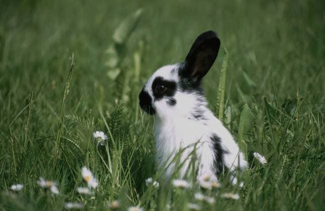 Hase, junger Hase auf einer Frühlingswiese, Häschen