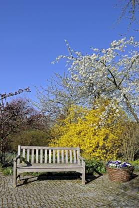 Hybrid-Forsythie, Hybridforsythie, Bastard-Forsythie, Bastardforsythie, Garten-Forsythie, Gartenforsythie, Forsythie, Goldflieder, Goldgloeckchen (Forsythia x intermedia, Forsythia intermedia), Gartenbank am Morgen im Fruehling vor Forsythienbusch, Deutschland Common forsythia (Forsythia x intermedia, Forsythia intermedia), Garden bench in front of blooming forsythia in spring in the morning , Germany BLWS664604 *** Hybrid forsythia, hybrid forsythia, bastard forsythia, bastard forsythia, garden forsythia, garden forsythia, forsythia, golden lilac, golden flower Forsythia x intermedia, Forsythia intermedia , Garden bench in front of blooming forsythia in spring in the morning , Germany Common forsythia Forsythia x intermedia, Forsythi Copyright: xblickwinkel McPHOTO I.xSchulzx