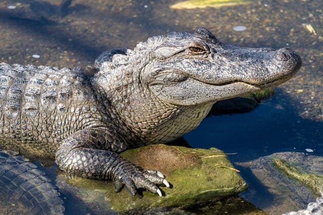 Creative Highlights World An alligator basking in the sun at the Alligator Sanctuary at the South Padre Island Birding and Nature Center in south Texas. South Padre Island South Padre Island Birding and Nature Center Texas United States Copyright: xJonxG.xFullerx 1892-JGF-reptiles-Alligator-US-TX