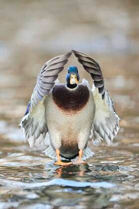 Creative Highlights World Stockente (Anas platyrhynchos) bei der Landung auf einem See, Bayern, Deutschland, Europa *** Mallard Anas platyrhynchos landing on a lake, Bavaria, Germany, Europe Copyright: imageBROKER/Davidx&xMichaxSheldon ibxshe08187542.jpg