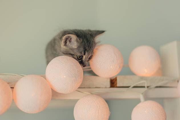 Cute gray small cat with fairy lights, model released, , property released, , 31302570.jpg, illumination, new year, new, celebration, light bulb, winter, magic, cat, pet, pretty, garland, animal, cats, led lights, kittens, eyes, furry, light, pussy, season, indoors, table, kitty, rest, blanket, lazy, led, decor, decoration, comfort, young, fairy lights, mammal, holiday, christmas, chill, house, fluffy, fairy, soft, relax, room, warm, domestic, beautiful, feline, adorable, home, cute, kitten