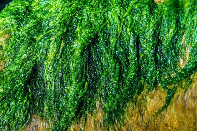 IMAGO Nature: Unsere Erde, Pflanzen: Bedrohte Planzenarten in Deutschland sea lettuce, alga, of the Baltic sea, model released, , property released, , 32792634.jpg, Ulva lactuca, sea lettuce, algae, seaweed, green, marine, plant, alive, nature, ocean, grass, Baltic Sea, background, natural, weed, environment, macro, alga, color, texture, beautiful, wet, aquatic, sea-grass, vegetation, ulva, foliage