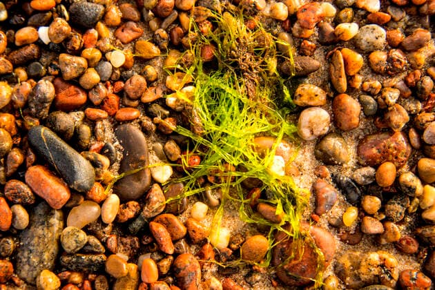 IMAGO Nature: Unsere Erde, Pflanzen: Bedrohte Planzenarten in Deutschland sea lettuce, alga, on a beach of the Baltic sea, model released, , property released, , 32792654.jpg, Ulva lactuca, sea lettuce, algae, seaweed, green, marine, plant, beach, stones, pebbles, still, pattern, nature, ocean, grass, Baltic Sea, background, natural, sun, weed, environment, macro, alga, color, texture, beautiful, wet, aquatic, sea-grass, vegetation, ulva, foliage