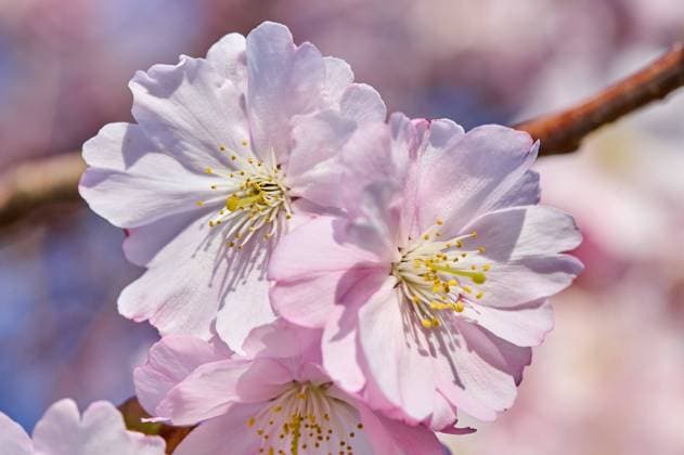 Creative Highlights World Kirschblüte in Park am Planetarium in Berlin-Prenzlauer Berg. Cherry blossom in park near planetarium in Berlin-Prenzlauer Berg. snapshot-photography F.Boillot *** Cherry blossom in park near planetarium in Berlin Prenzlauer Berg Cherry blossom in park near planetarium in Berlin Prenzlauer Berg snapshot photography F Boillot