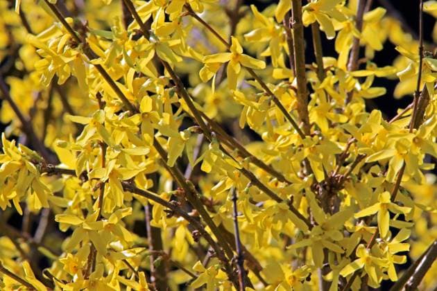 Frühjahrsblüher für Garten und Park Blühende Goldglöckchen im Frühling *** Spring bloomers for garden and park Flowering goldbells in spring