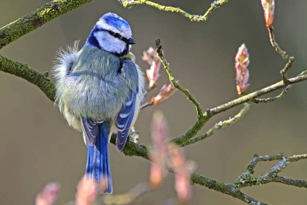 Creative Highlights World Singvögel im Garten und in der Landschaft Eine Blaumeise sitzt auf einer Felsenbirne zur Zeit der Knospenbildung im Frühling *** Songbirds in the garden and landscape A blue tit sits on a rock pear at the time of budding in the spring