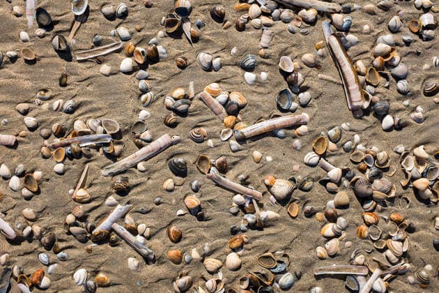 Creative Highlights World Haarlem im Bild: Haarlem in Nord-Holland, Niederlande. Muscheln am Nordseestrand bei Haarlem. NED, Haarlem, 15.03.2022 *** Haarlem in picture Haarlem in North Holland, Netherlands Shells on North Sea beach near Haarlem NED, Haarlem, 15 03 2022