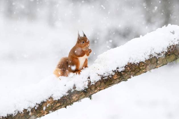 Red squirrel (Sciurus vulgaris) feeding on snow-covered branch, MJOF01920