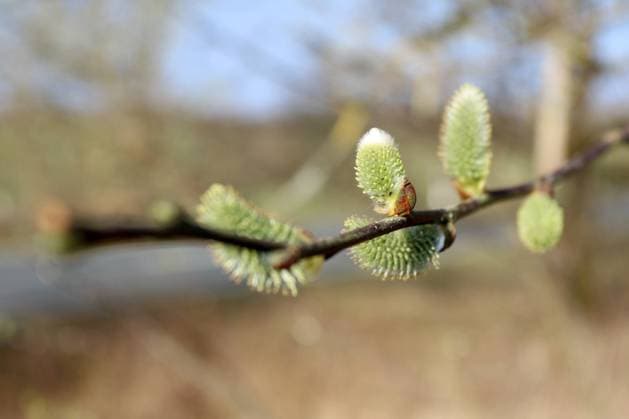 Traumhaftes Vorfruehlingswetter mit angenehmen warmen Temperaturen. Baumbluete (Salweide) in Siegen-Oberschelden Vorfruehling im Siegerland am 26.03.2022 in Siegen Deutschland. *** Fantastic early spring weather with pleasant warm temperatures tree blossom Salweide in Siegen Oberschelden early spring in the Siegerland on 26 03 2022 in Siegen Germany