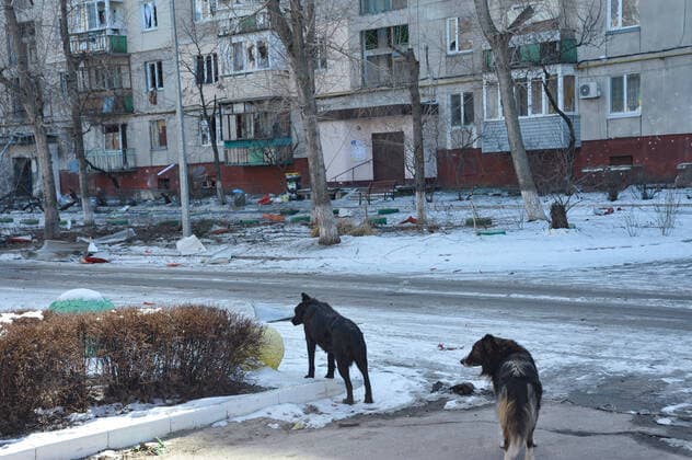 Sievierodonetsk in wartime SIEVIERODONETSK, UKRAINE - MARCH 14, 2022 - Stray dogs are seen outside a residential building damaged in the result of shelling by the russian troops in Sievierodonetsk, Luhansk Region, eastern Ukraine Sievierodonetsk Ukraine  Copyright: xAlbertxKoshelevx originalFilename: ukrinform-sieviero220314_npYUx.jpg