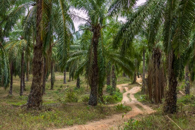 IMAGO Nature: Unsere Erde, Umweltverträgliche Herausforderungen des 21. Jahrhunderts, Palmöl Ölpalme (Elaeis guineensis), Krabi, Thailand, Asien Oil Palm, Thailand *** Oil Palm Elaeis guineensis , Krabi, Thailand, Asia Oil Palm, Thailand