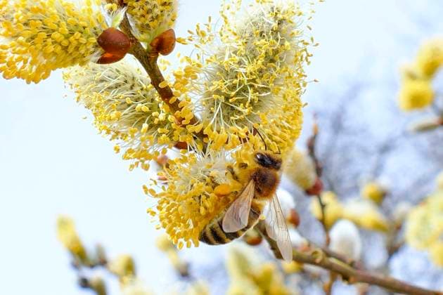 Westliche Honigbiene (Apis mellifera) während dem bestäuben eines Weidenkätzchens (Salix caprea) Deutschland,Europa Western Honey bee on willow *** Western honey bee Apis mellifera during pollination of a willow catkin Salix caprea Germany,Europe Western honey bee on willow