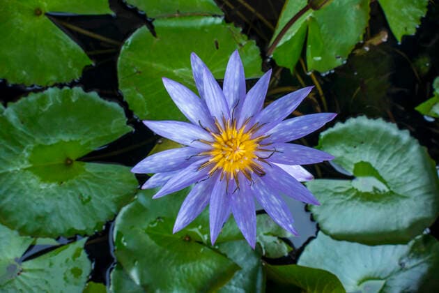 Creative Highlights World Blüte einer Wasserlilie, Chiang Mai, Thailand, Asien Water Lily, Lotus *** Flower of a water lily, Chiang Mai, Thailand, Asia Water Lily, Lotus