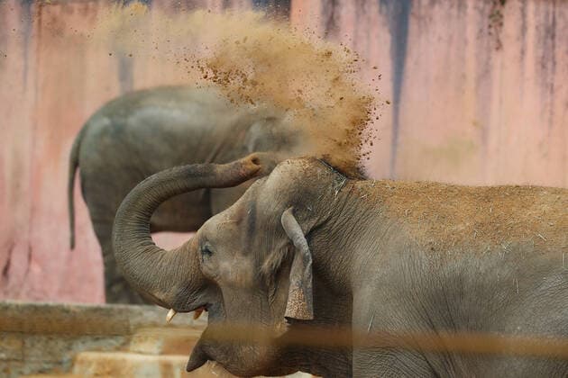 Entertainment Themen der Woche KW13 Entertainment Bilder des Tages Niedersachsen, Hannover, Asiatische Elefanten beziehen neue Anlage im Erlebnis-Zoo Hannover, Mit einer riesigen Badefläche, großem Schattenplatz, Futterverstecken etc ist das Reich der Elefanten noch größer geworden, *** Lower Saxony, Hanover, Asian elephants move into new enclosure at Hannover Adventure Zoo, With a huge bathing area, large shaded area, food hiding places, etc., the elephants kingdom has become even larger,