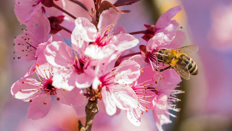 Rafz, Schweiz - 27. März 2022: Die japanische Kirschblüte zeigte ihre volle Pracht.