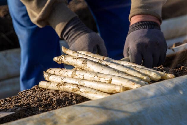Spargelernte bei Landwirt Hartmut Magin in Mutterstadt, Rheinland-Pfalz *** Asparagus harvest at farmer Hartmut Magin in Mutterstadt, Rhineland-Palatinate Copyright: xx